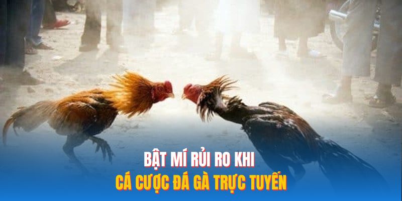 Bật mí rủi ro khi cá cược đá gà trực tuyến