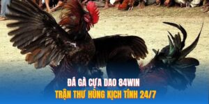 Đá Gà Cựa Dao 84WIN | Trận Thư Hùng Kịch Tính 24/7