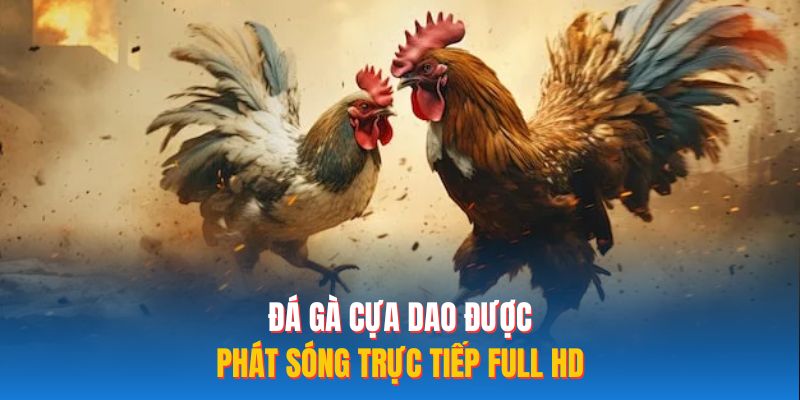 Đá gà cựa dao được phát sóng trực tiếp Full HD