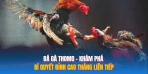 Đá Gà Thomo – Khám Phá Bí Quyết Đỉnh Cao Thắng Liên Tiếp