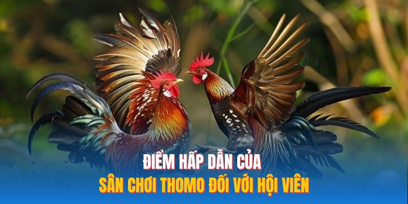 Điểm hấp dẫn của sân chơi Thomo đối với hội viên