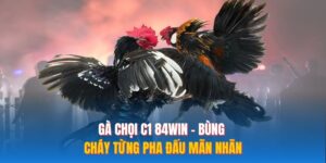 Gà Chọi C1 84WIN – Bùng Cháy Từng Pha Đấu Mãn Nhãn