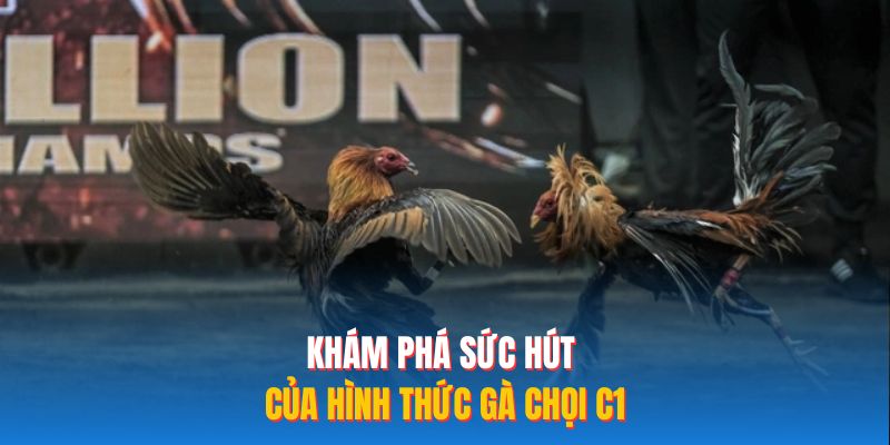 Khám phá sức hút của hình thức gà chọi C1