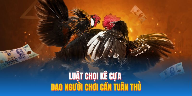 Luật chọi kê cựa dao người chơi cần tuân thủ