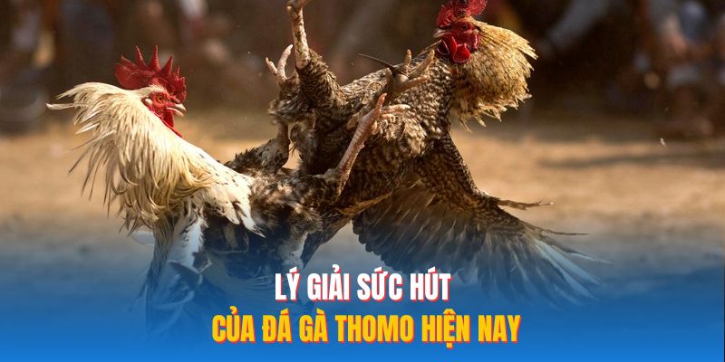Lý giải sức hút của đá gà Thomo hiện nay 