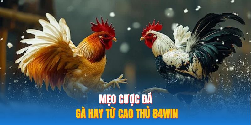 Mẹo cược đá gà hay từ cao thủ 84WIN