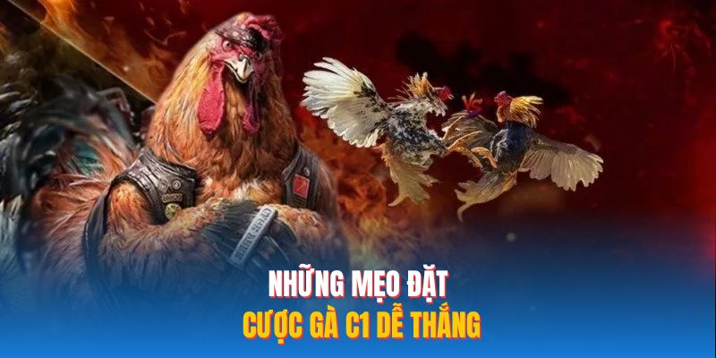 Những mẹo đặt cược gà C1 dễ thắng