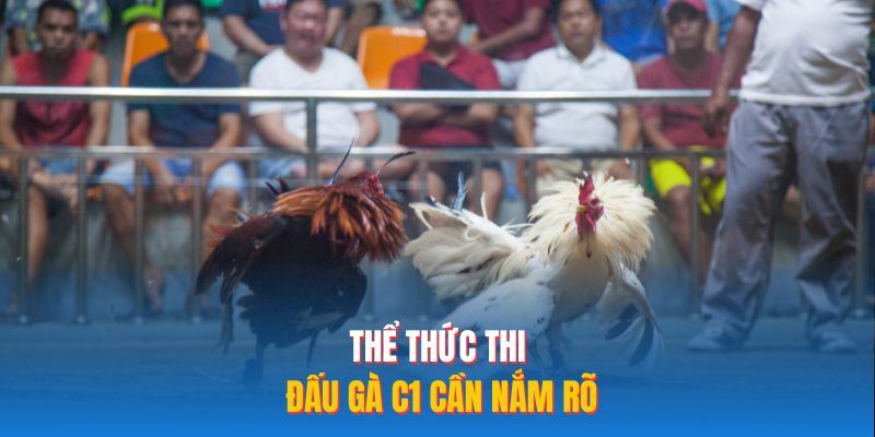 Thể thức thi đấu gà C1 cần nắm rõ
