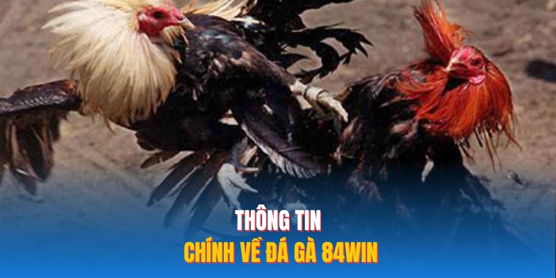Thông tin chính về đá gà 84WIN