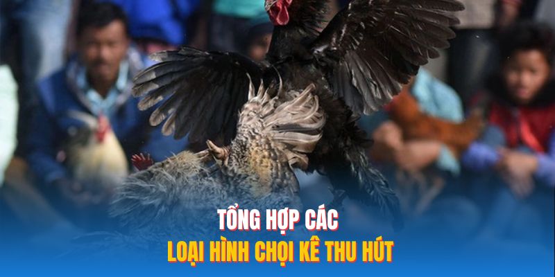 Tổng hợp các loại hình chọi kê thu hút