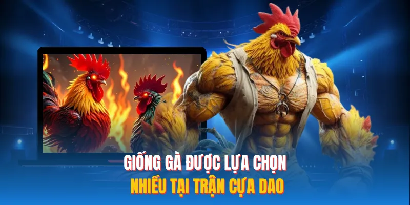 Giống gà được lựa chọn nhiều tại trận cựa dao
