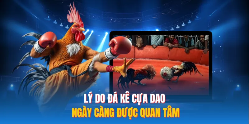 Lý do đá kê cựa dao ngày càng được quan tâm